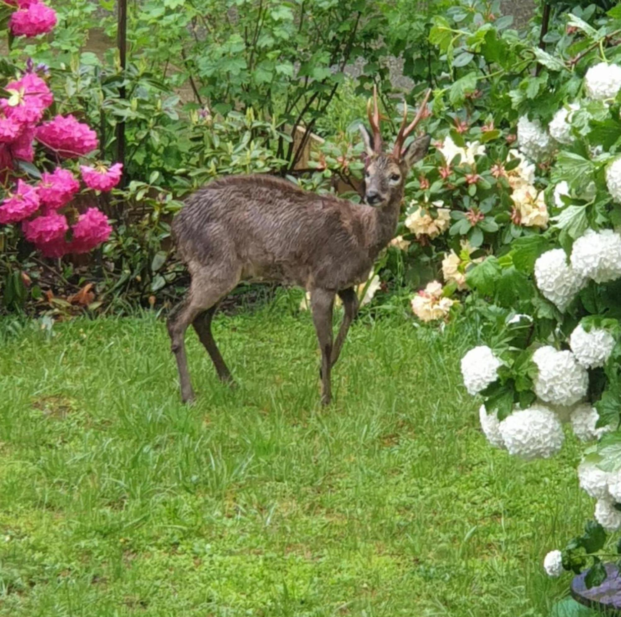 Les Tables Aux Vaches Raviege Hotel La Salvetat-sur-Agout Eksteriør billede